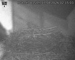 Capi_Dubne_20260817_021503.jpg