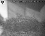 Capi_Dubne_20260817_050002.jpg