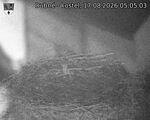 Capi_Dubne_20260817_050503.jpg