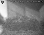 Capi_Dubne_20260817_051003.jpg