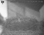 Capi_Dubne_20260817_051502.jpg