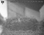 Capi_Dubne_20260817_052002.jpg