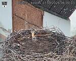 Capi_Dubne_20260817_060003.jpg