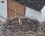 Capi_Dubne_20260817_060503.jpg