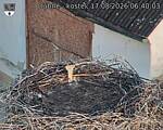 Capi_Dubne_20260817_064003.jpg