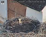 Capi_Dubne_20260817_065004.jpg