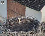 Capi_Dubne_20260817_070004.jpg