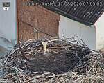 Capi_Dubne_20260817_070503.jpg