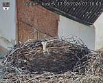 Capi_Dubne_20260817_071003.jpg