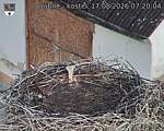 Capi_Dubne_20260817_072004.jpg