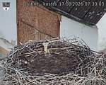 Capi_Dubne_20260817_073003.jpg