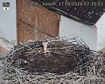 Capi_Dubne_20260817_073503.jpg