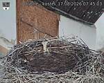 Capi_Dubne_20260817_074503.jpg