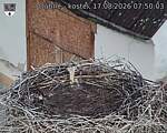 Capi_Dubne_20260817_075003.jpg