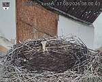 Capi_Dubne_20260817_080003.jpg