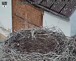 Capi_Dubne_20260817_100503.jpg