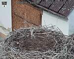 Capi_Dubne_20260817_101503.jpg