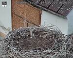 Capi_Dubne_20260817_102503.jpg