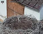 Capi_Dubne_20260817_104504.jpg