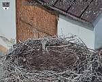 Capi_Dubne_20260817_105003.jpg