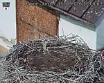 Capi_Dubne_20260817_110003.jpg