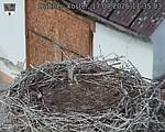 Capi_Dubne_20260817_113503.jpg