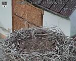 Capi_Dubne_20260817_120503.jpg