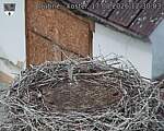 Capi_Dubne_20260817_123003.jpg