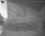 Capi_Dubne_20260818_005002.jpg