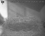 Capi_Dubne_20260818_032503.jpg