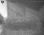 Capi_Dubne_20260818_035503.jpg