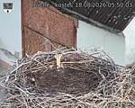 Capi_Dubne_20260818_055003.jpg