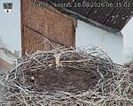 Capi_Dubne_20260818_063502.jpg