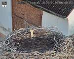 Capi_Dubne_20260818_064003.jpg
