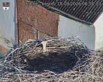 Capi_Dubne_20260818_065003.jpg