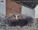 Capi_Dubne_20260818_065505.jpg