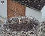 Capi_Dubne_20260818_070503.jpg