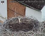 Capi_Dubne_20260818_071504.jpg