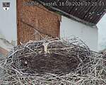 Capi_Dubne_20260818_072003.jpg