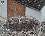 Capi_Dubne_20260818_072503.jpg