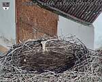 Capi_Dubne_20260818_075003.jpg