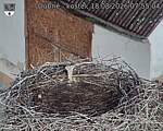 Capi_Dubne_20260818_075504.jpg