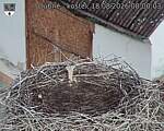 Capi_Dubne_20260818_080003.jpg
