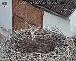 Capi_Dubne_20260818_080503.jpg