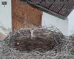Capi_Dubne_20260818_082503.jpg