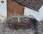 Capi_Dubne_20260818_085003.jpg