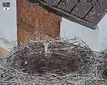 Capi_Dubne_20260818_085503.jpg