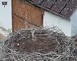 Capi_Dubne_20260818_101503.jpg