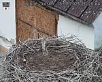 Capi_Dubne_20260818_102004.jpg