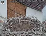Capi_Dubne_20260818_102503.jpg